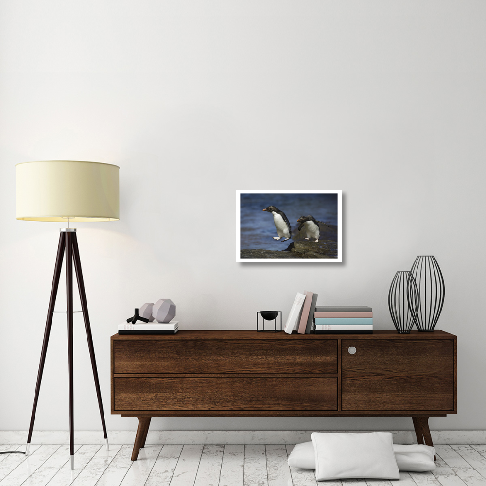 Rockhopper Penguin hopping from rock to rock, New Island, Falkland Islands-Paper Art-26&quotx18"
