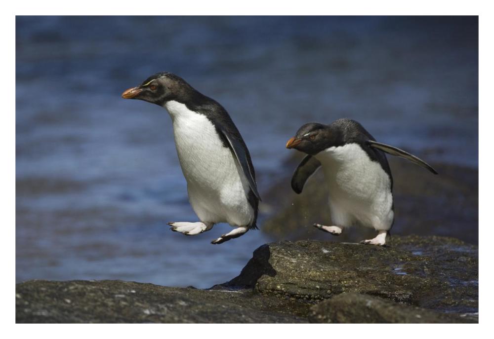 Rockhopper Penguin hopping from rock to rock, New Island, Falkland Islands-Paper Art-32"x22"