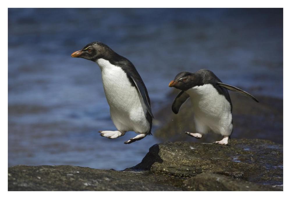 Rockhopper Penguin hopping from rock to rock, New Island, Falkland Islands-Paper Art-38"x26"