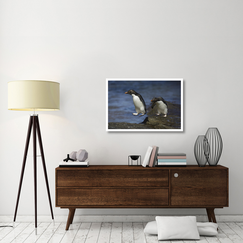 Rockhopper Penguin hopping from rock to rock, New Island, Falkland Islands-Paper Art-38&quotx26"