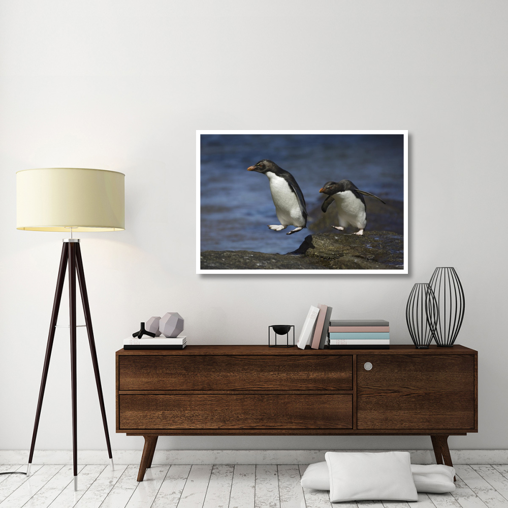 Rockhopper Penguin hopping from rock to rock, New Island, Falkland Islands-Paper Art-50&quotx34"
