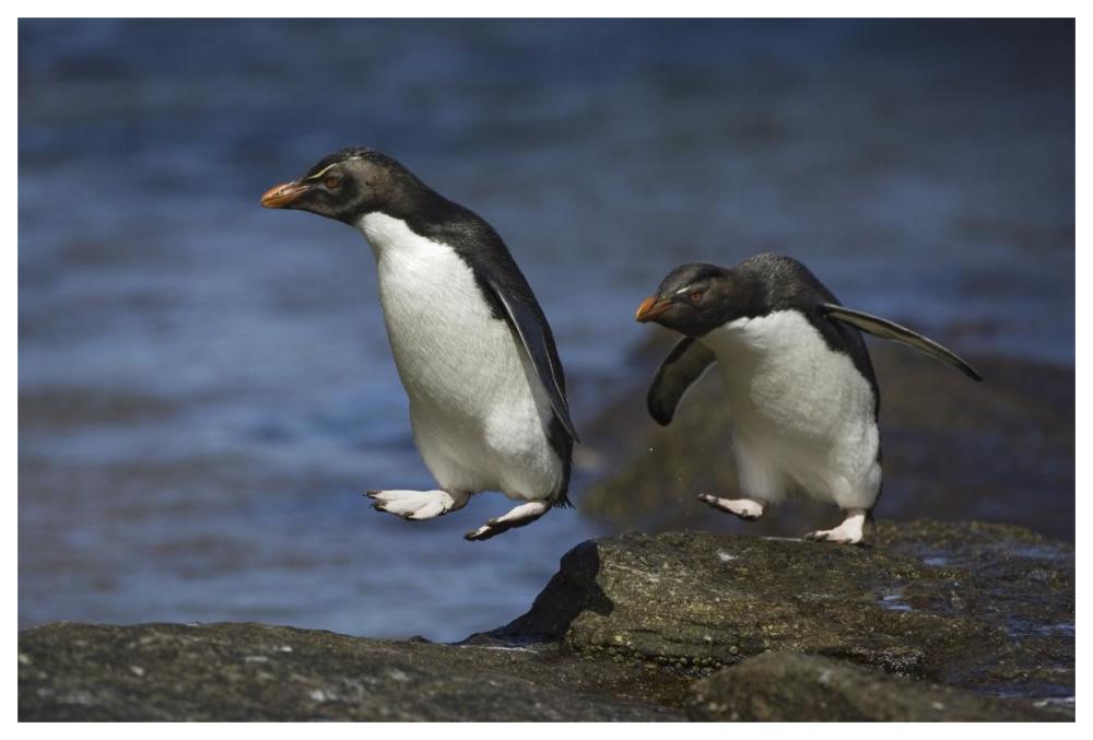 Rockhopper Penguin hopping from rock to rock, New Island, Falkland Islands-Paper Art-62"x42"