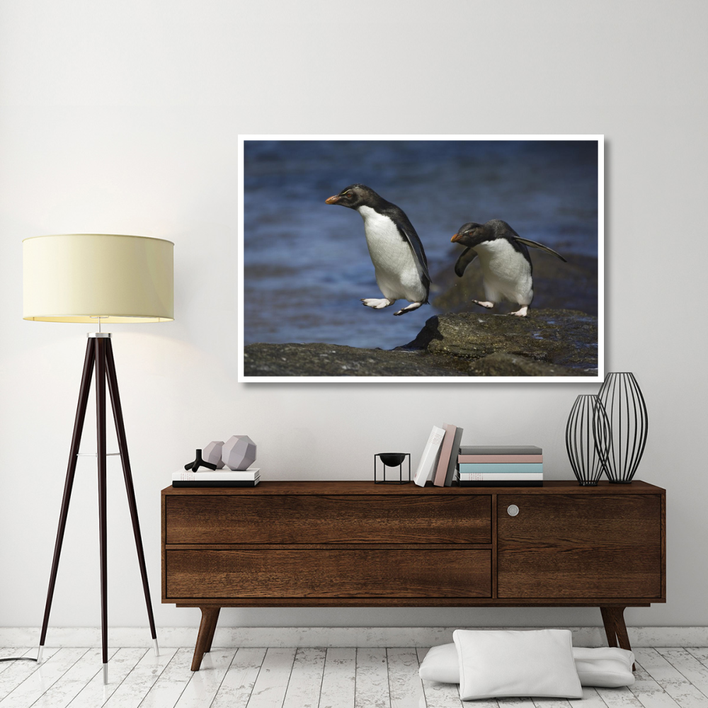 Rockhopper Penguin hopping from rock to rock, New Island, Falkland Islands-Paper Art-62&quotx42"