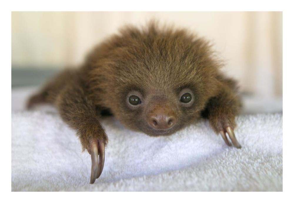 Hoffmann's Two-toed Sloth orphaned baby, Aviarios Sloth Sanctuary, Costa Rica-Paper Art-26"x18"