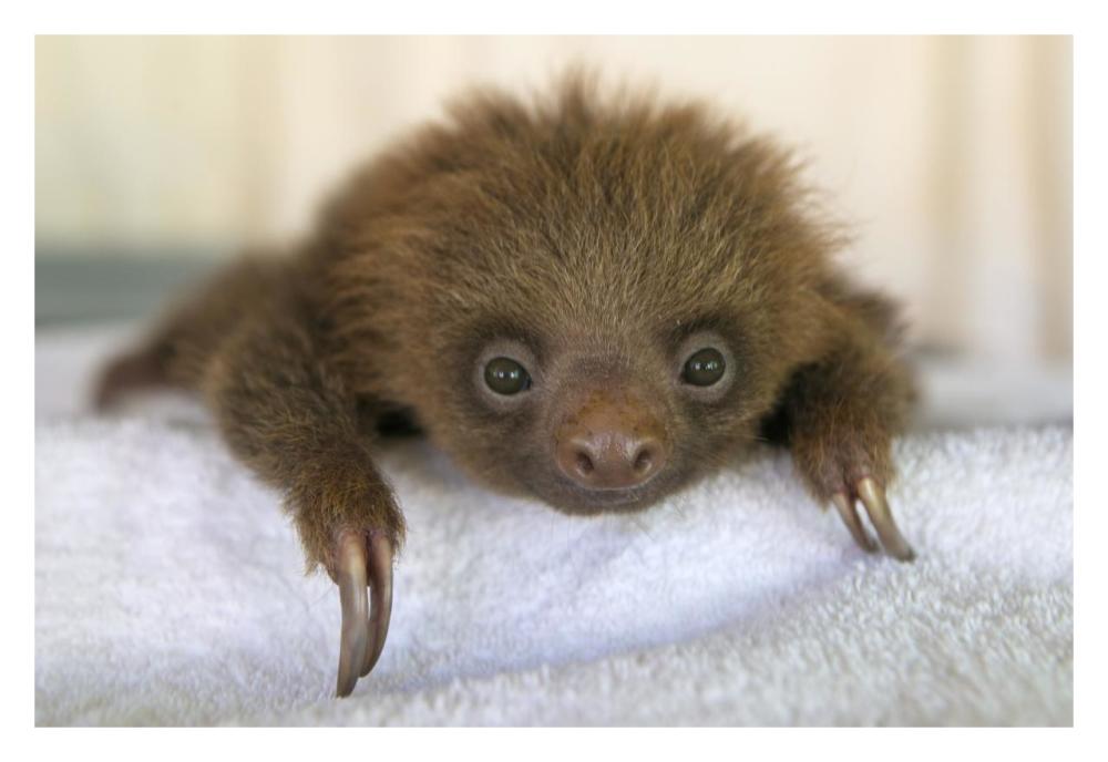 Hoffmann's Two-toed Sloth orphaned baby, Aviarios Sloth Sanctuary, Costa Rica-Paper Art-32"x22"