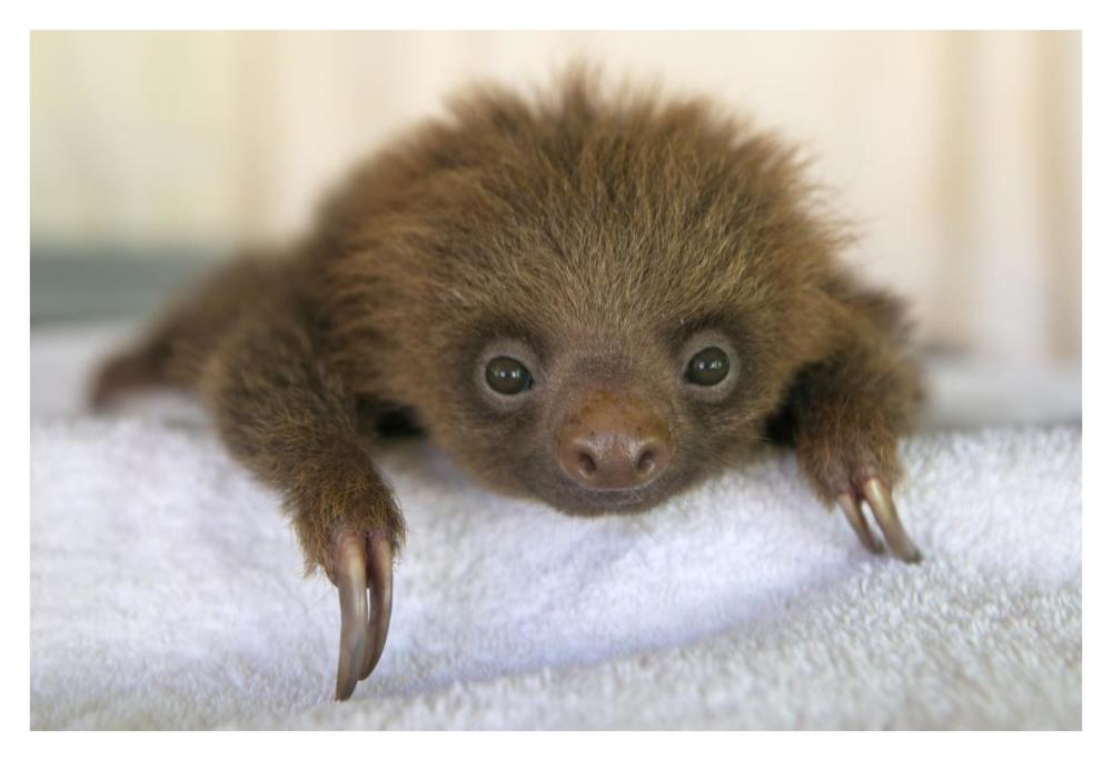 Hoffmann's Two-toed Sloth orphaned baby, Aviarios Sloth Sanctuary, Costa Rica-Paper Art-38"x26"