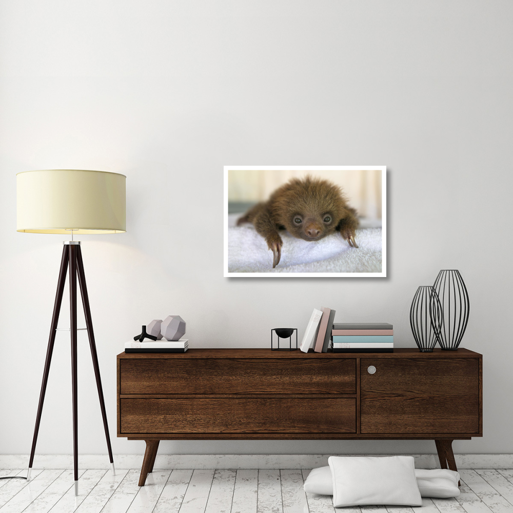 Hoffmann's Two-toed Sloth orphaned baby, Aviarios Sloth Sanctuary, Costa Rica-Paper Art-38&quotx26"