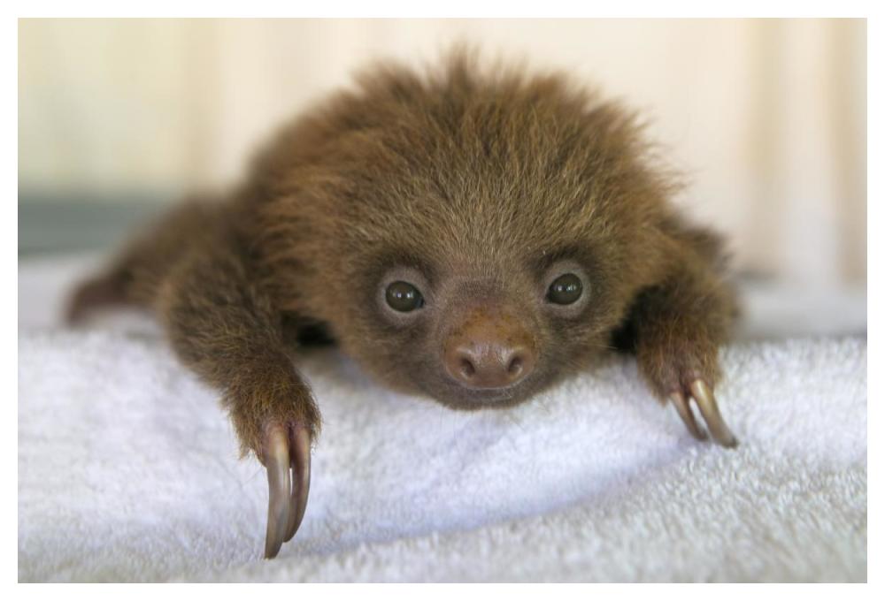 Hoffmann's Two-toed Sloth orphaned baby, Aviarios Sloth Sanctuary, Costa Rica-Paper Art-50"x34"
