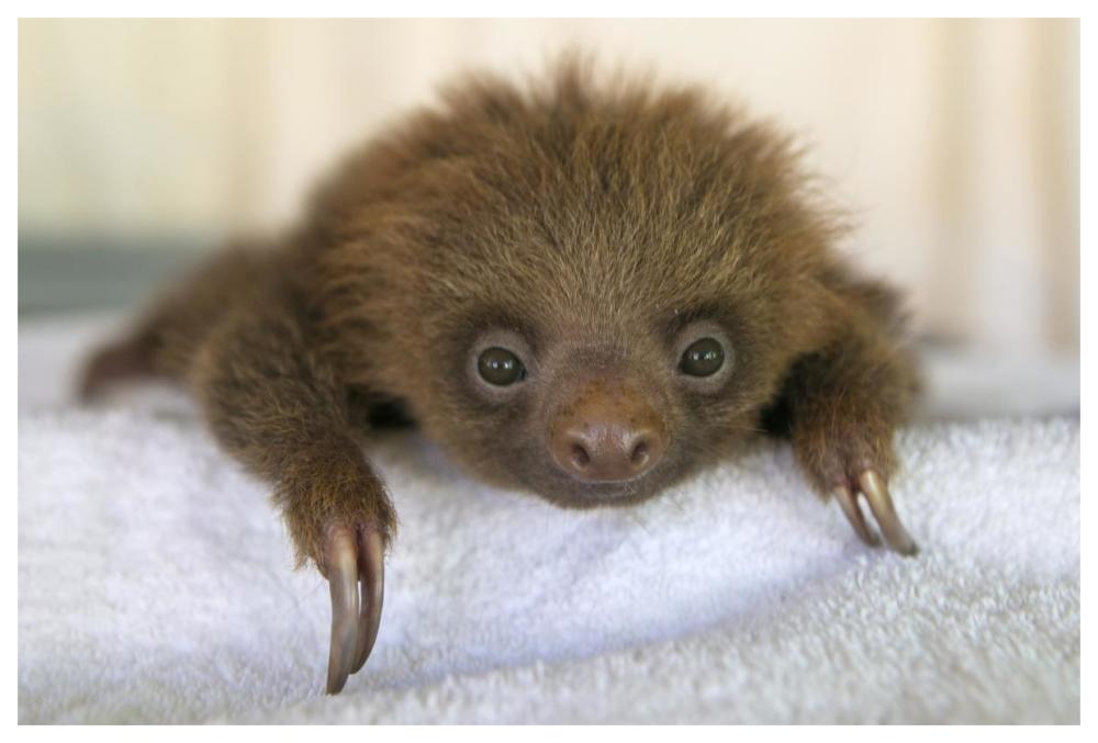 Hoffmann's Two-toed Sloth orphaned baby, Aviarios Sloth Sanctuary, Costa Rica-Paper Art-62"x42"