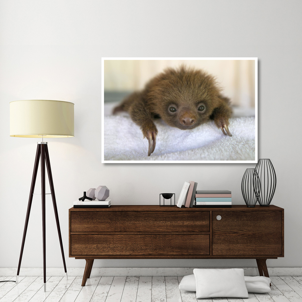 Hoffmann's Two-toed Sloth orphaned baby, Aviarios Sloth Sanctuary, Costa Rica-Paper Art-62&quotx42"
