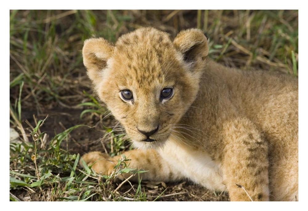 African Lion five week old cub, vulnerable, Masai Mara National Reserve, Kenya-Paper Art-32"x22"