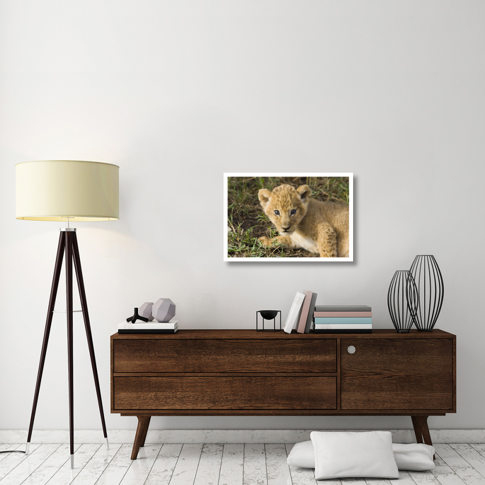 African Lion five week old cub, vulnerable, Masai Mara National Reserve, Kenya-Paper Art-32&quotx22"