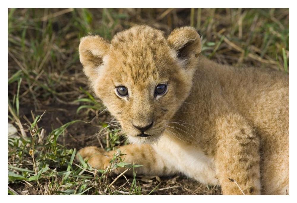 African Lion five week old cub, vulnerable, Masai Mara National Reserve, Kenya-Paper Art-38"x26"