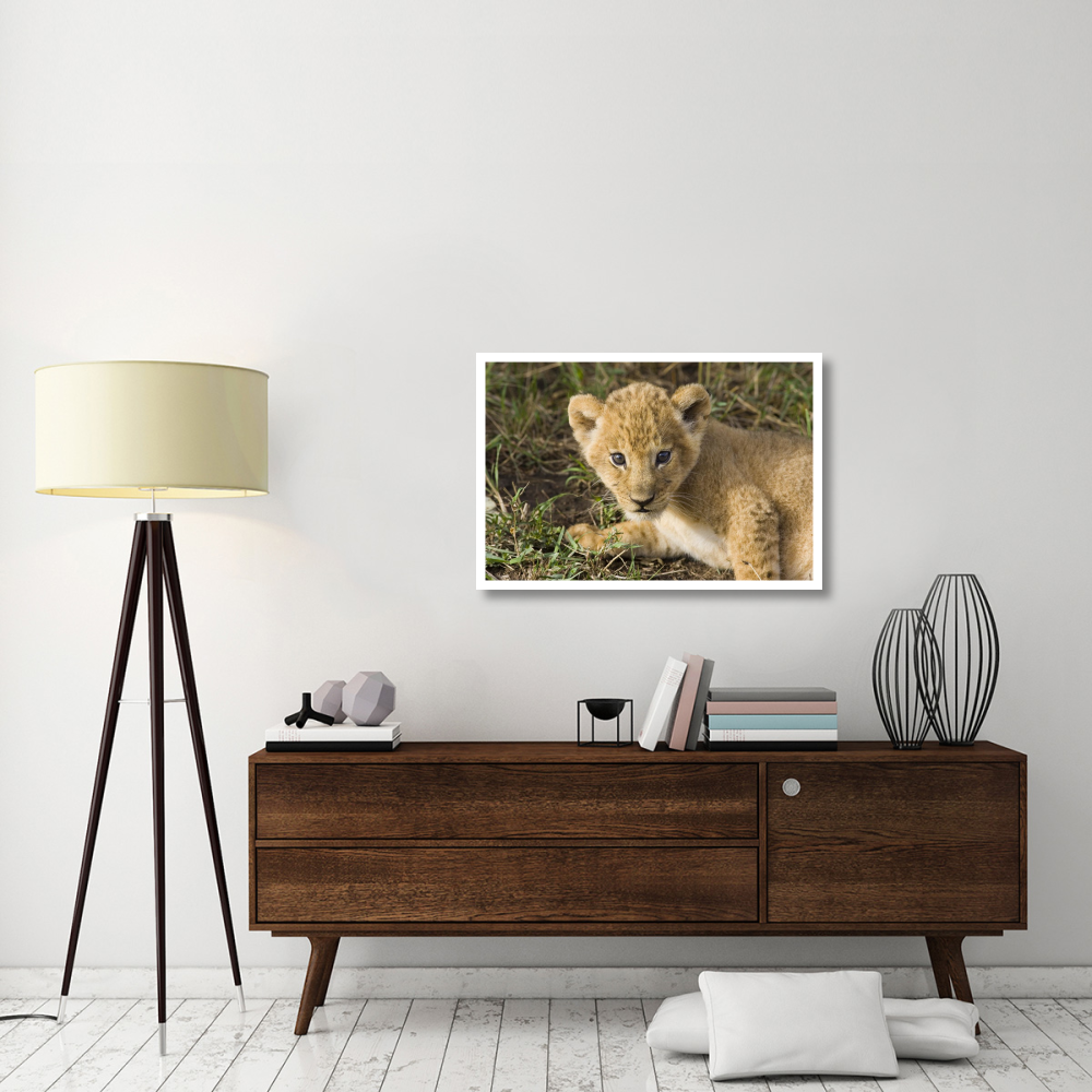 African Lion five week old cub, vulnerable, Masai Mara National Reserve, Kenya-Paper Art-38&quotx26"