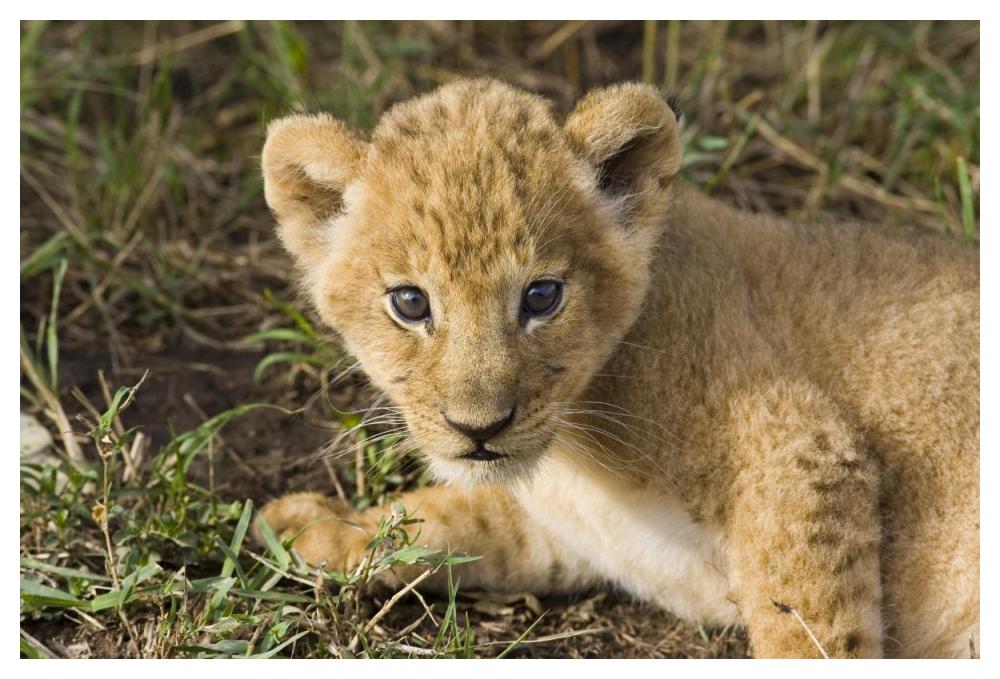African Lion five week old cub, vulnerable, Masai Mara National Reserve, Kenya-Paper Art-50"x34"