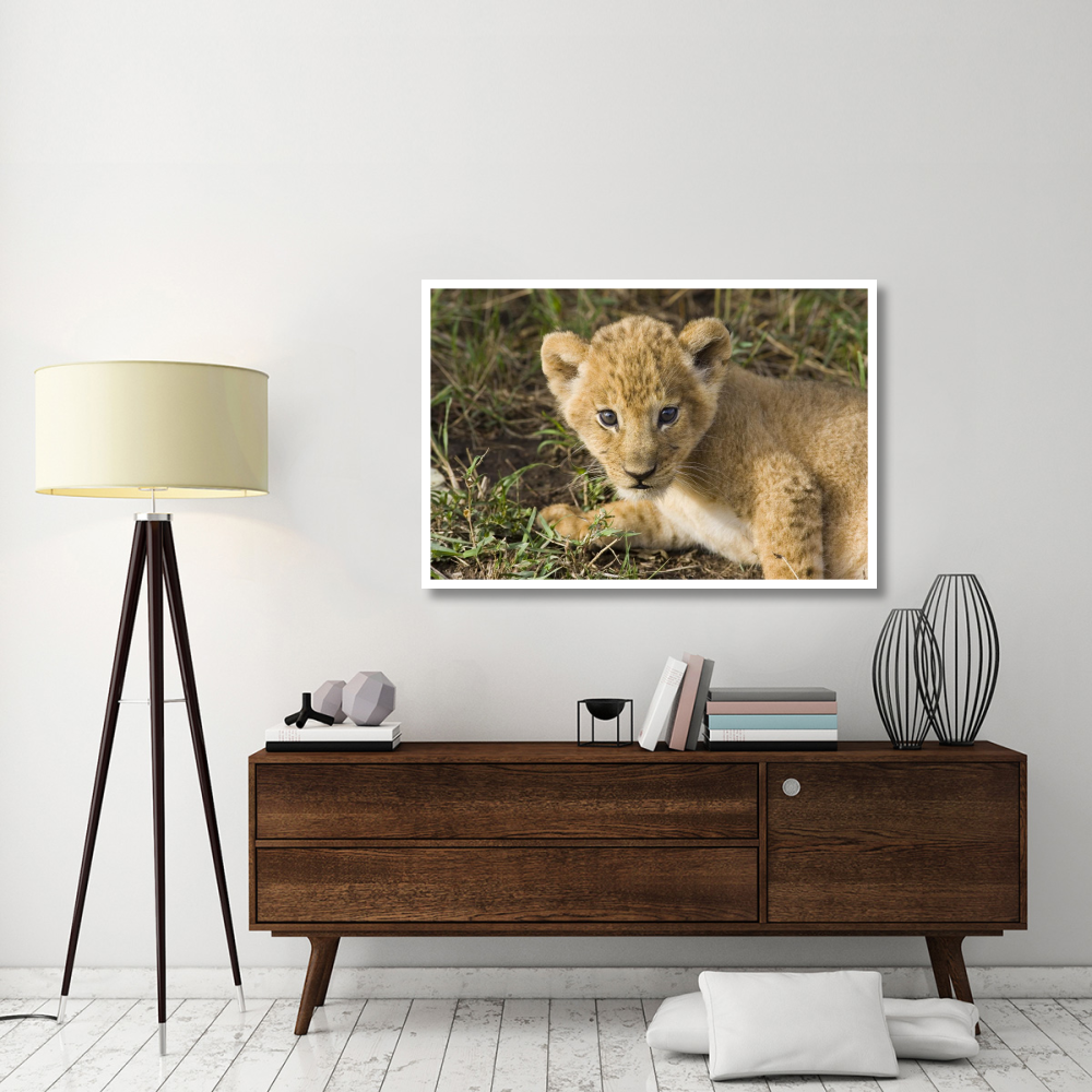 African Lion five week old cub, vulnerable, Masai Mara National Reserve, Kenya-Paper Art-50&quotx34"