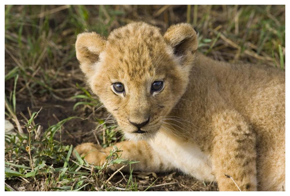 African Lion five week old cub, vulnerable, Masai Mara National Reserve, Kenya-Paper Art-62"x42"