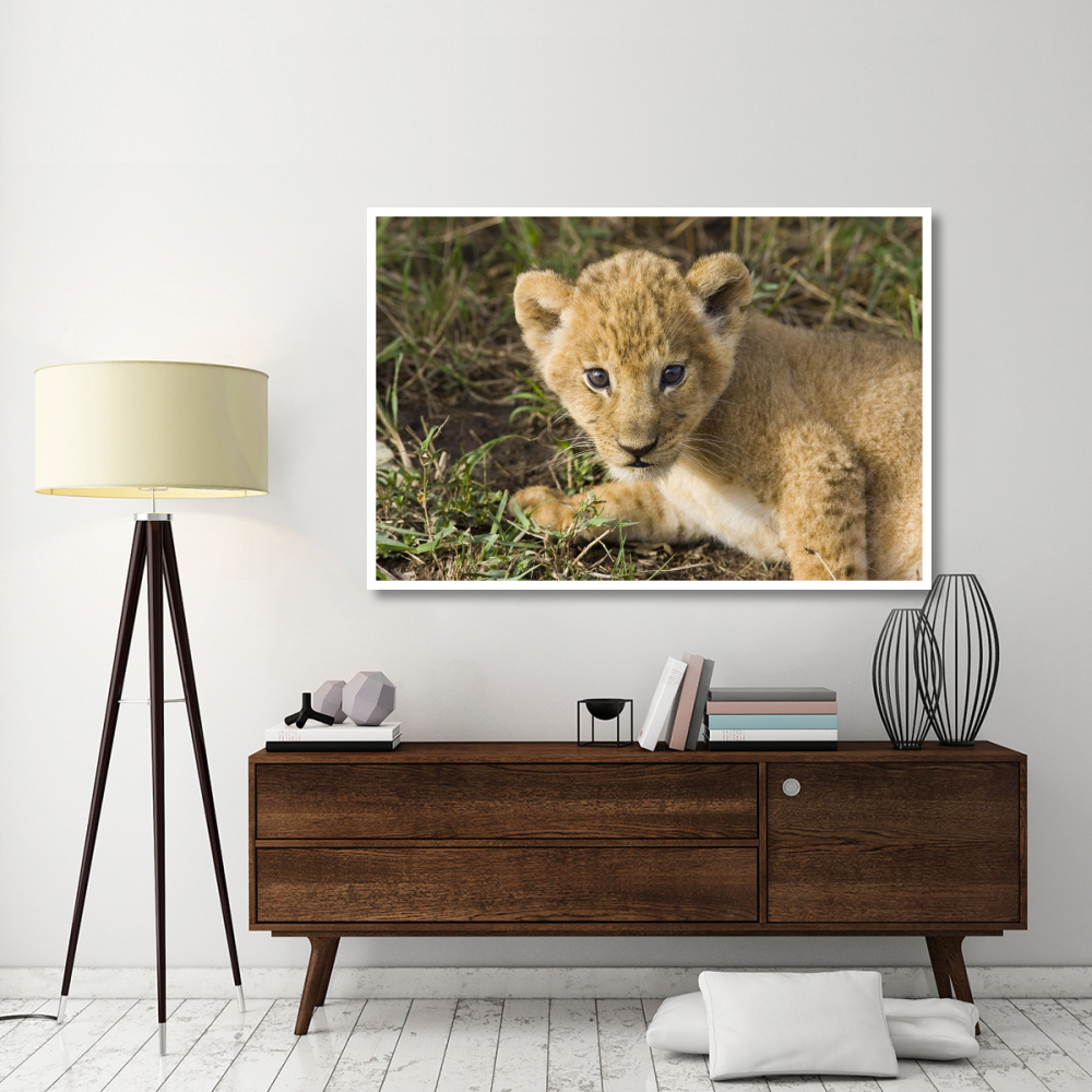 African Lion five week old cub, vulnerable, Masai Mara National Reserve, Kenya-Paper Art-62&quotx42"