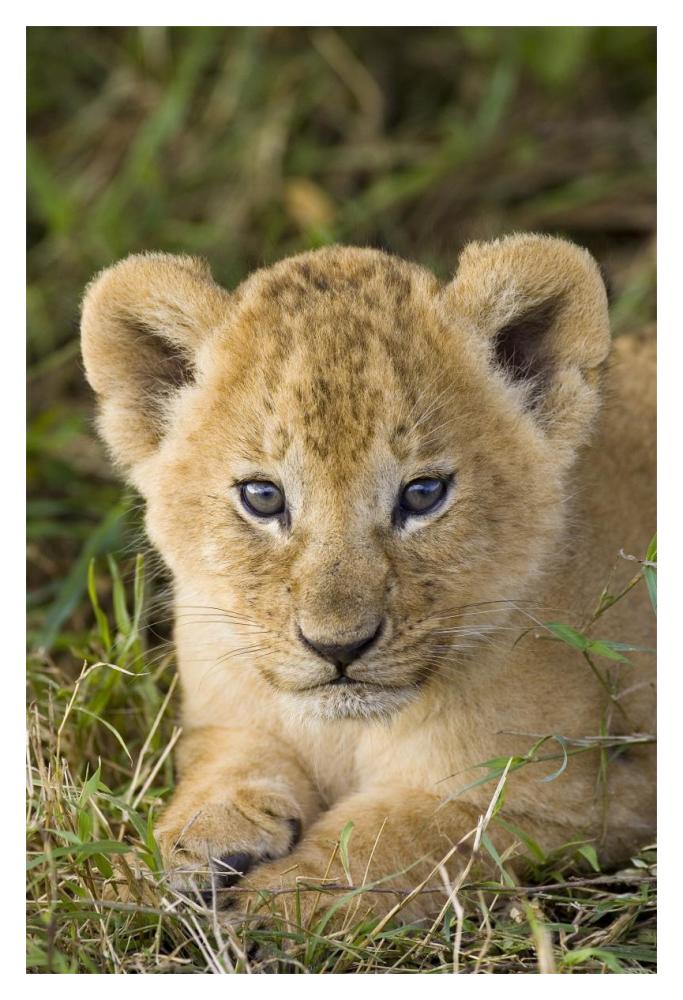 African Lion five week old cub, vulnerable, Masai Mara National Reserve, Kenya-Paper Art-14"x20"