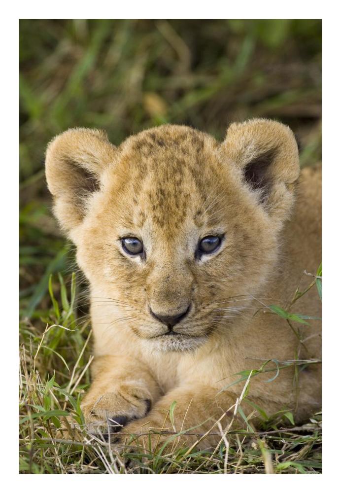 African Lion five week old cub, vulnerable, Masai Mara National Reserve, Kenya-Paper Art-18"x26"