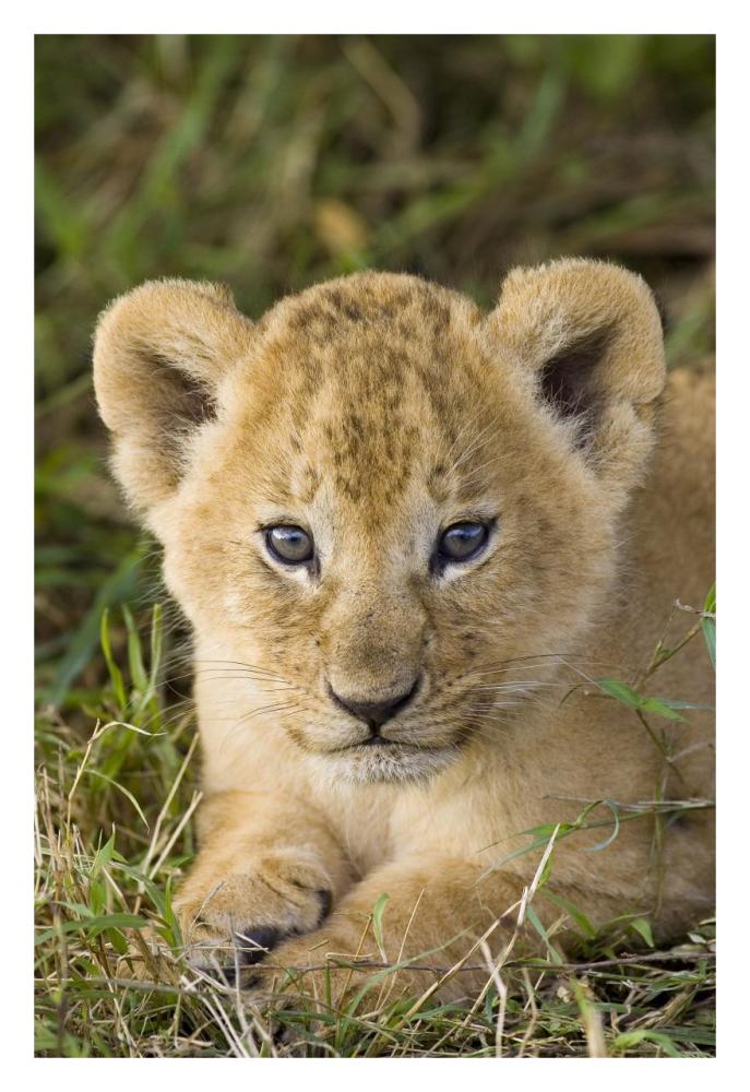 African Lion five week old cub, vulnerable, Masai Mara National Reserve, Kenya-Paper Art-22"x32"