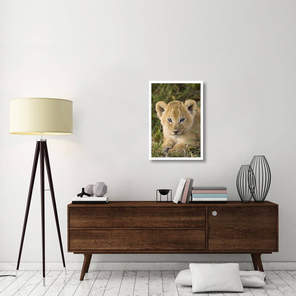 African Lion five week old cub, vulnerable, Masai Mara National Reserve, Kenya-Paper Art-22&quotx32"