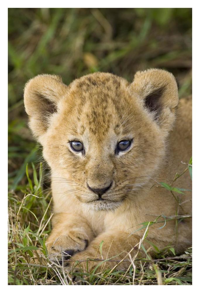 African Lion five week old cub, vulnerable, Masai Mara National Reserve, Kenya-Paper Art-26"x38"