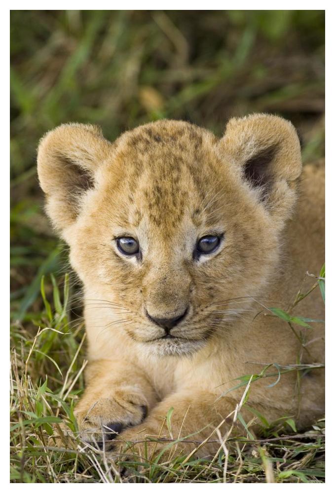 African Lion five week old cub, vulnerable, Masai Mara National Reserve, Kenya-Paper Art-34"x50"