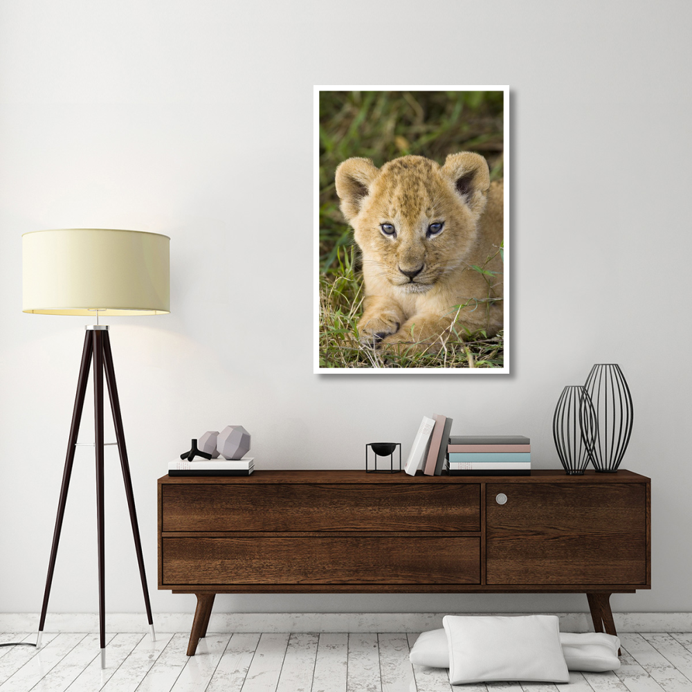 African Lion five week old cub, vulnerable, Masai Mara National Reserve, Kenya-Paper Art-34&quotx50"