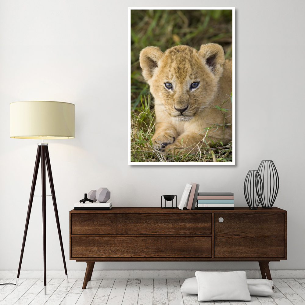 African Lion five week old cub, vulnerable, Masai Mara National Reserve, Kenya-Paper Art-42&quotx62"