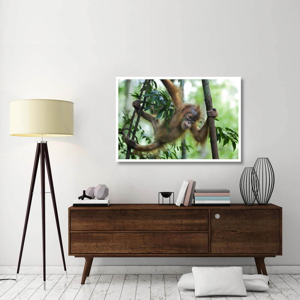 Sumatran Orangutan six month old baby playing in tree, north Sumatra, Indonesia-Paper Art-50&quotx34"