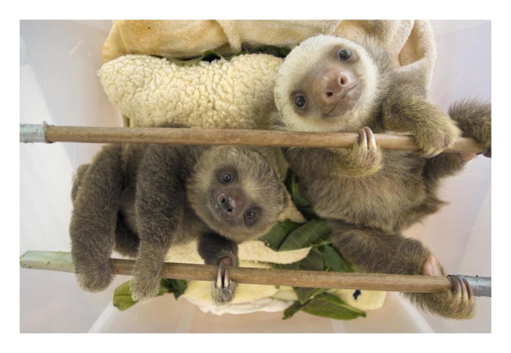 Hoffmann's Two-toed Sloth orphaned babies, Aviarios Sloth Sanctuary, Costa Rica-Paper Art-26"x18"