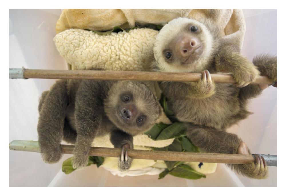 Hoffmann's Two-toed Sloth orphaned babies, Aviarios Sloth Sanctuary, Costa Rica-Paper Art-32"x22"