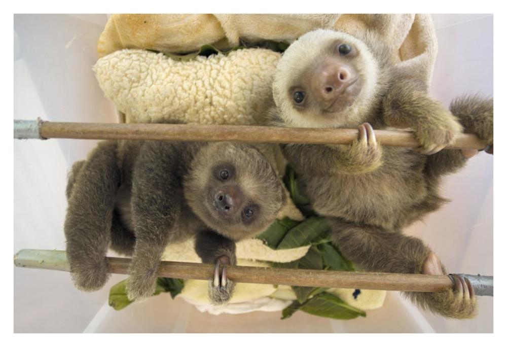 Hoffmann's Two-toed Sloth orphaned babies, Aviarios Sloth Sanctuary, Costa Rica-Paper Art-38"x26"