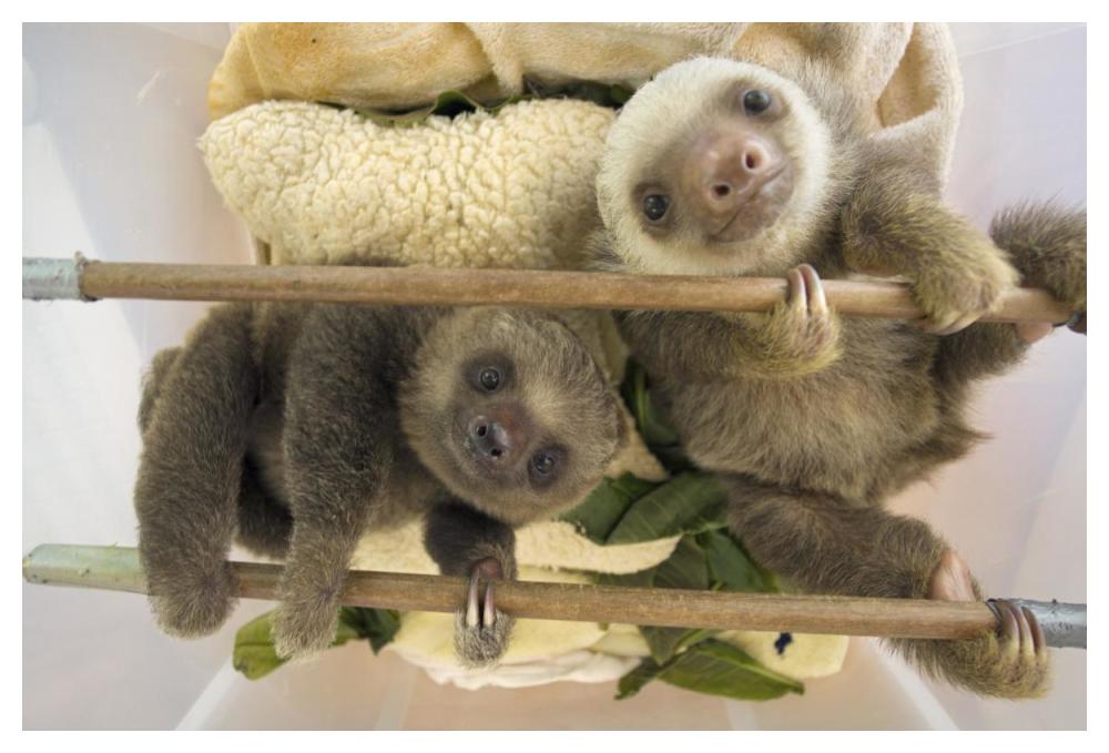 Hoffmann's Two-toed Sloth orphaned babies, Aviarios Sloth Sanctuary, Costa Rica-Paper Art-50"x34"