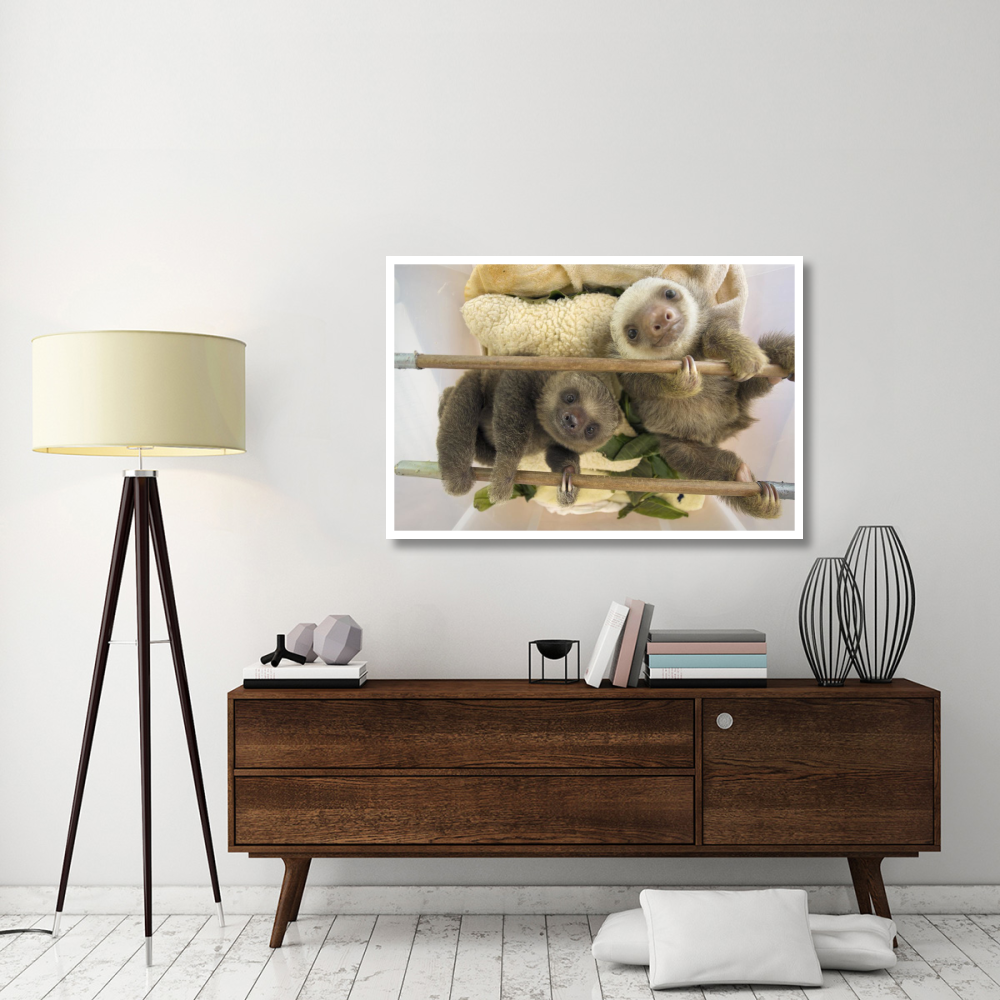 Hoffmann's Two-toed Sloth orphaned babies, Aviarios Sloth Sanctuary, Costa Rica-Paper Art-50&quotx34"