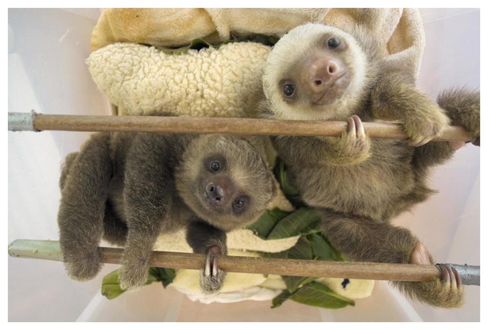 Hoffmann's Two-toed Sloth orphaned babies, Aviarios Sloth Sanctuary, Costa Rica-Paper Art-62"x42"