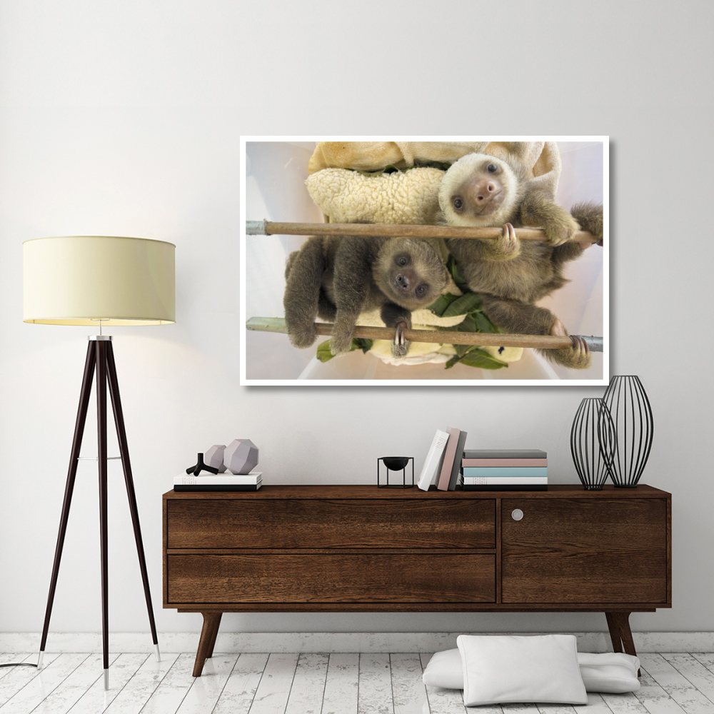 Hoffmann's Two-toed Sloth orphaned babies, Aviarios Sloth Sanctuary, Costa Rica-Paper Art-62&quotx42"