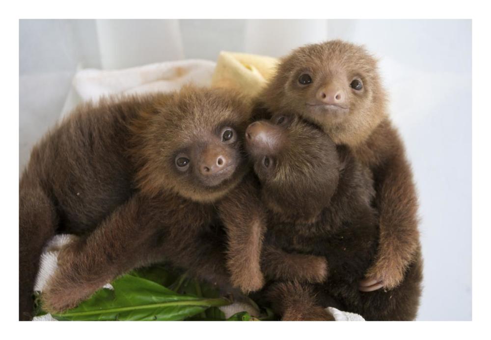 Hoffmann's Two-toed Sloth orphaned babies, Aviarios Sloth Sanctuary, Costa Rica-Paper Art-26"x18"