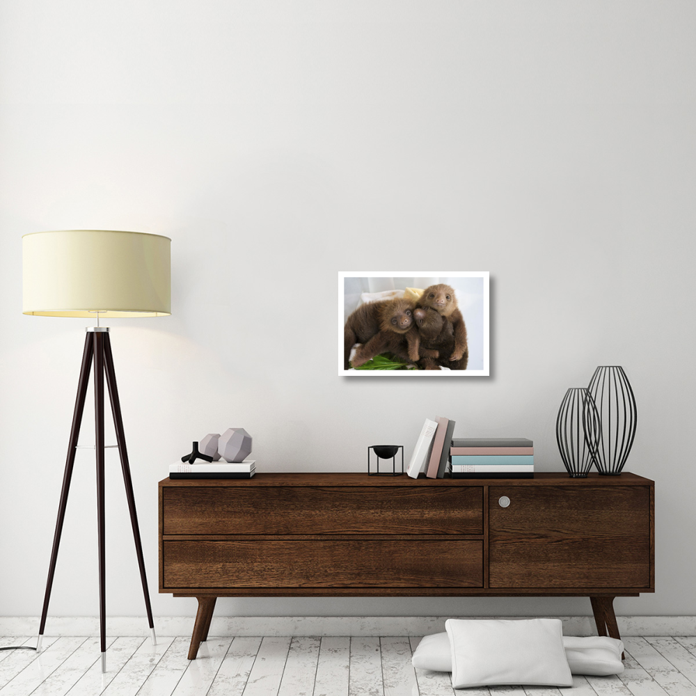 Hoffmann's Two-toed Sloth orphaned babies, Aviarios Sloth Sanctuary, Costa Rica-Paper Art-26&quotx18"