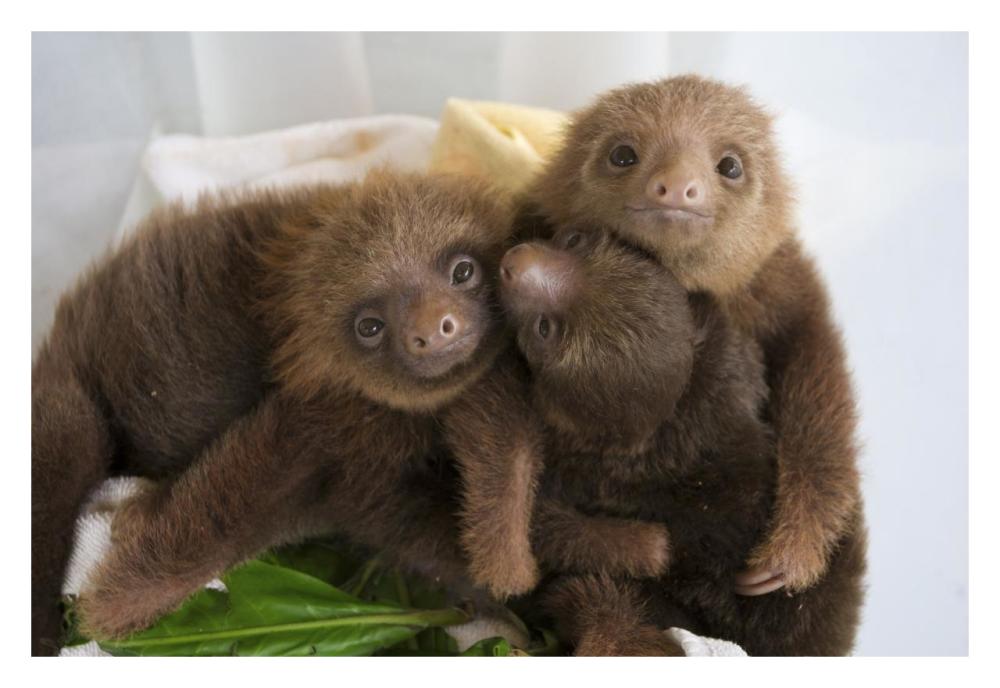 Hoffmann's Two-toed Sloth orphaned babies, Aviarios Sloth Sanctuary, Costa Rica-Paper Art-32"x22"