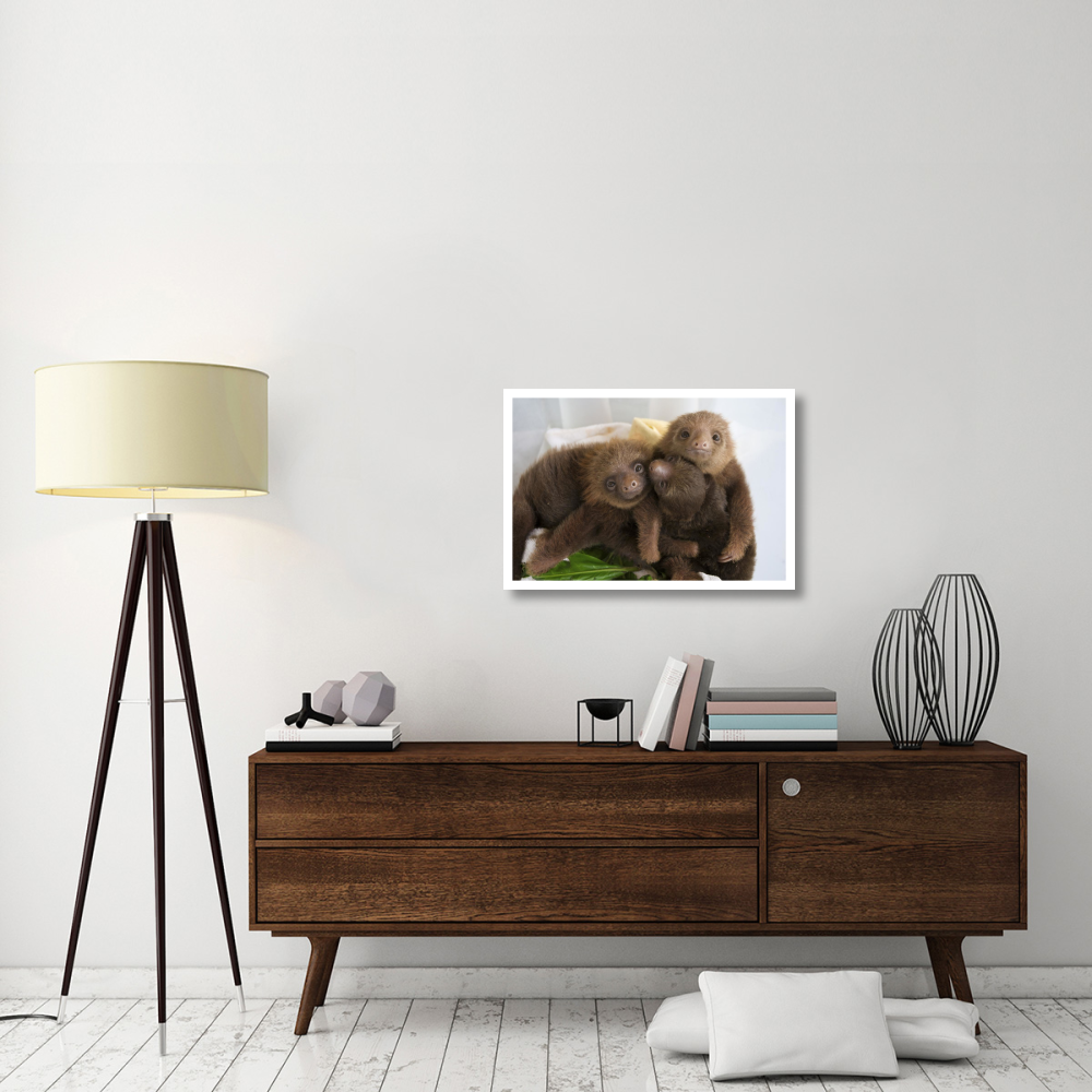 Hoffmann's Two-toed Sloth orphaned babies, Aviarios Sloth Sanctuary, Costa Rica-Paper Art-32&quotx22"