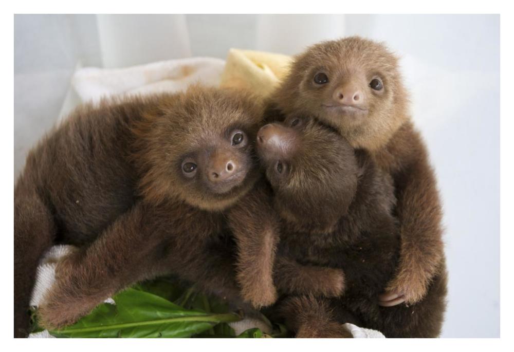 Hoffmann's Two-toed Sloth orphaned babies, Aviarios Sloth Sanctuary, Costa Rica-Paper Art-38"x26"