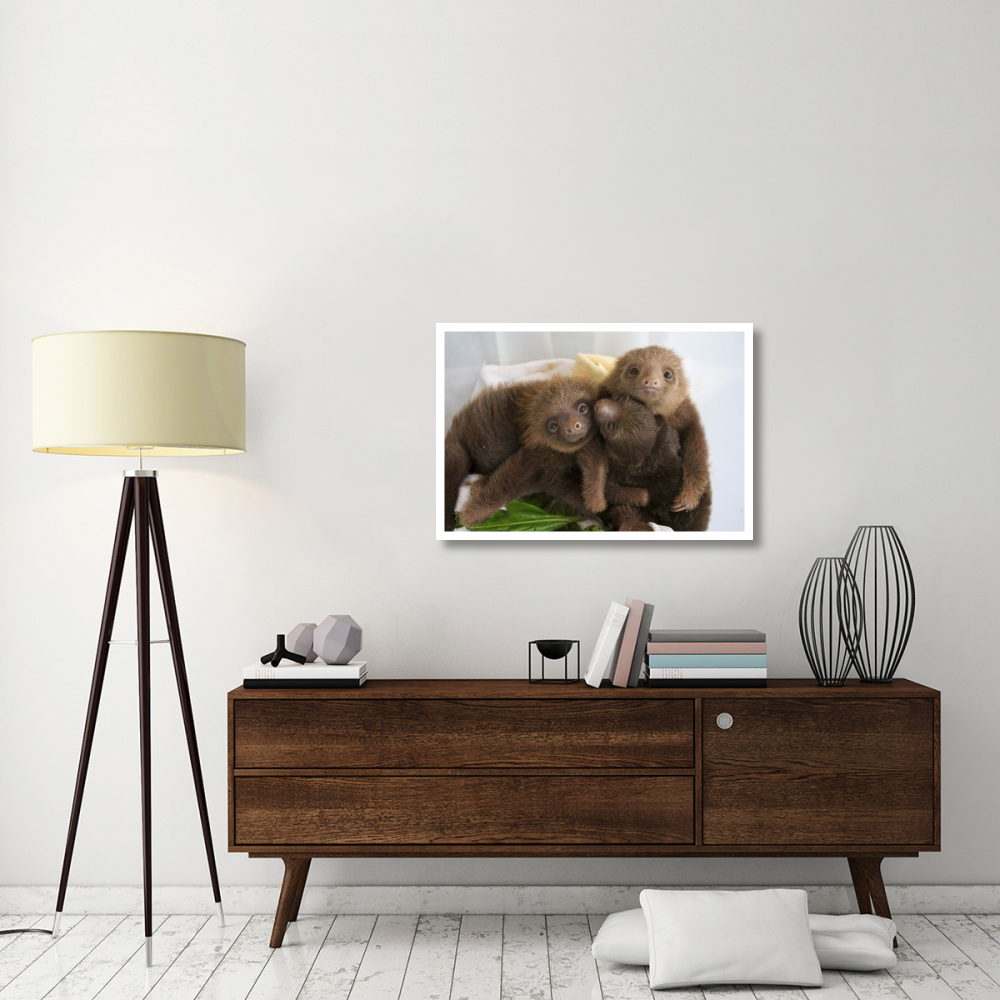 Hoffmann's Two-toed Sloth orphaned babies, Aviarios Sloth Sanctuary, Costa Rica-Paper Art-38&quotx26"