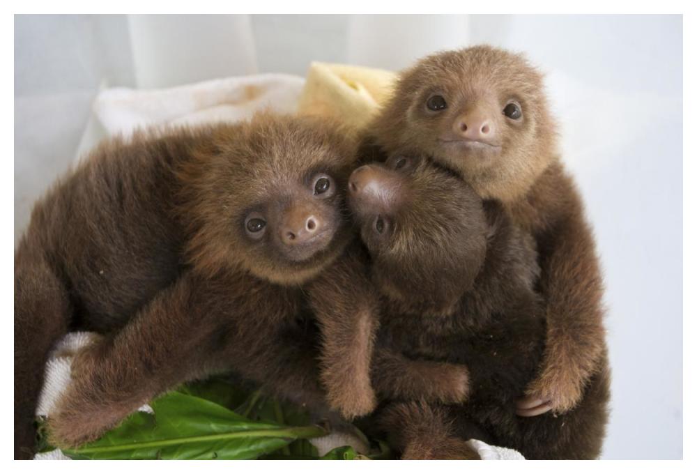 Hoffmann's Two-toed Sloth orphaned babies, Aviarios Sloth Sanctuary, Costa Rica-Paper Art-50"x34"
