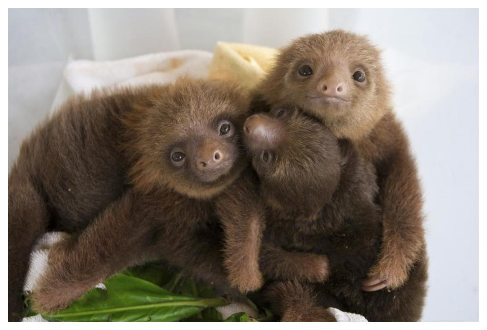 Hoffmann's Two-toed Sloth orphaned babies, Aviarios Sloth Sanctuary, Costa Rica-Paper Art-62"x42"