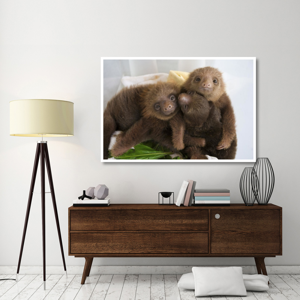 Hoffmann's Two-toed Sloth orphaned babies, Aviarios Sloth Sanctuary, Costa Rica-Paper Art-62&quotx42"