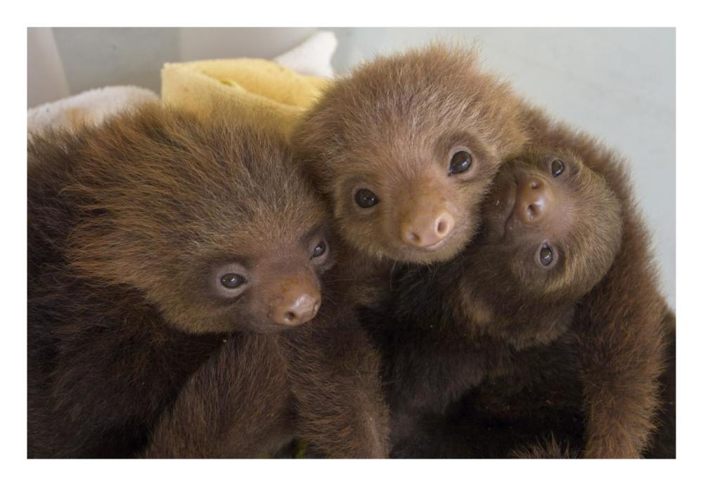 Hoffmann's Two-toed Sloth orphaned babies, Aviarios Sloth Sanctuary, Costa Rica-Paper Art-26"x18"