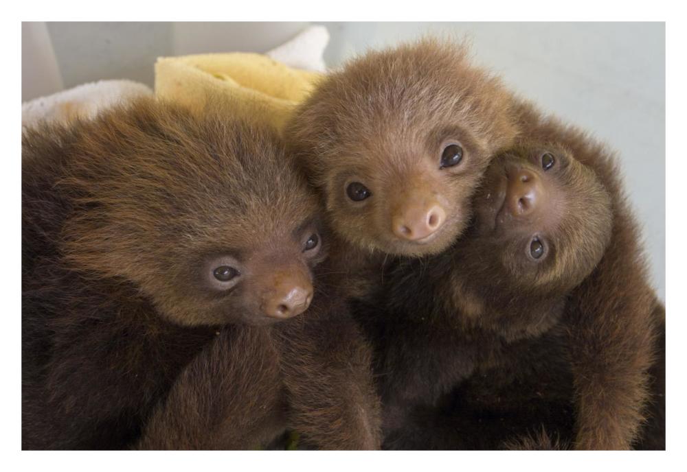 Hoffmann's Two-toed Sloth orphaned babies, Aviarios Sloth Sanctuary, Costa Rica-Paper Art-32"x22"