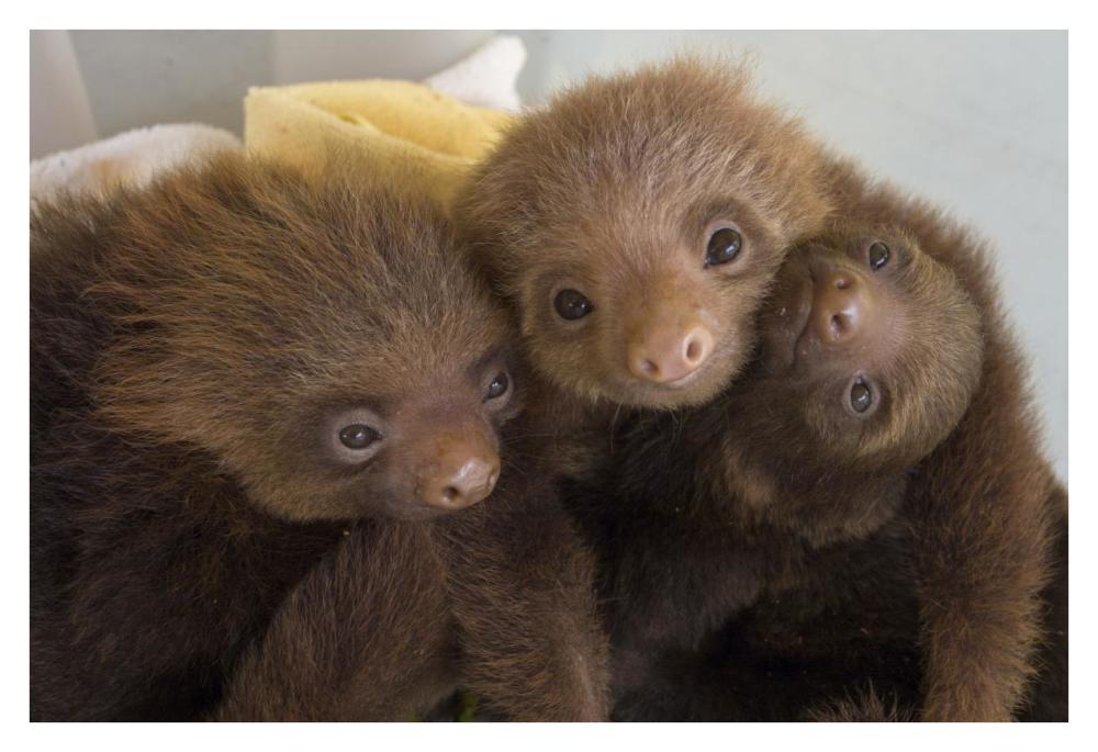 Hoffmann's Two-toed Sloth orphaned babies, Aviarios Sloth Sanctuary, Costa Rica-Paper Art-38"x26"